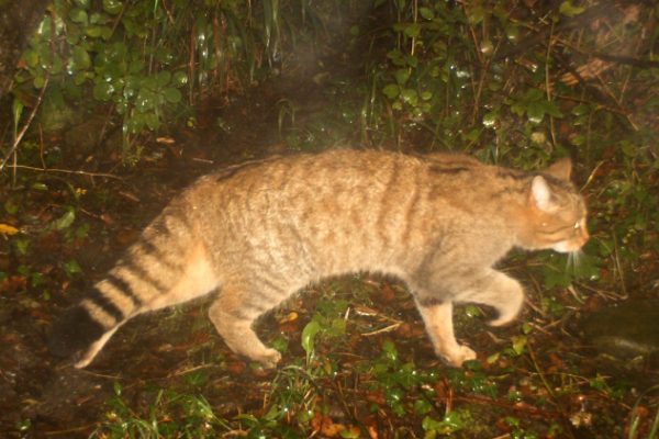 Genève : le chat sauvage revient dans le canton sans chasse
