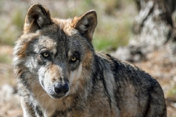 Wolf im Wallis: Abschussbewilligung nicht rechtens