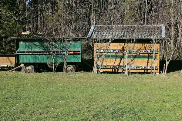Saint-Gall : un chasseur de loisir tire sur une ruche