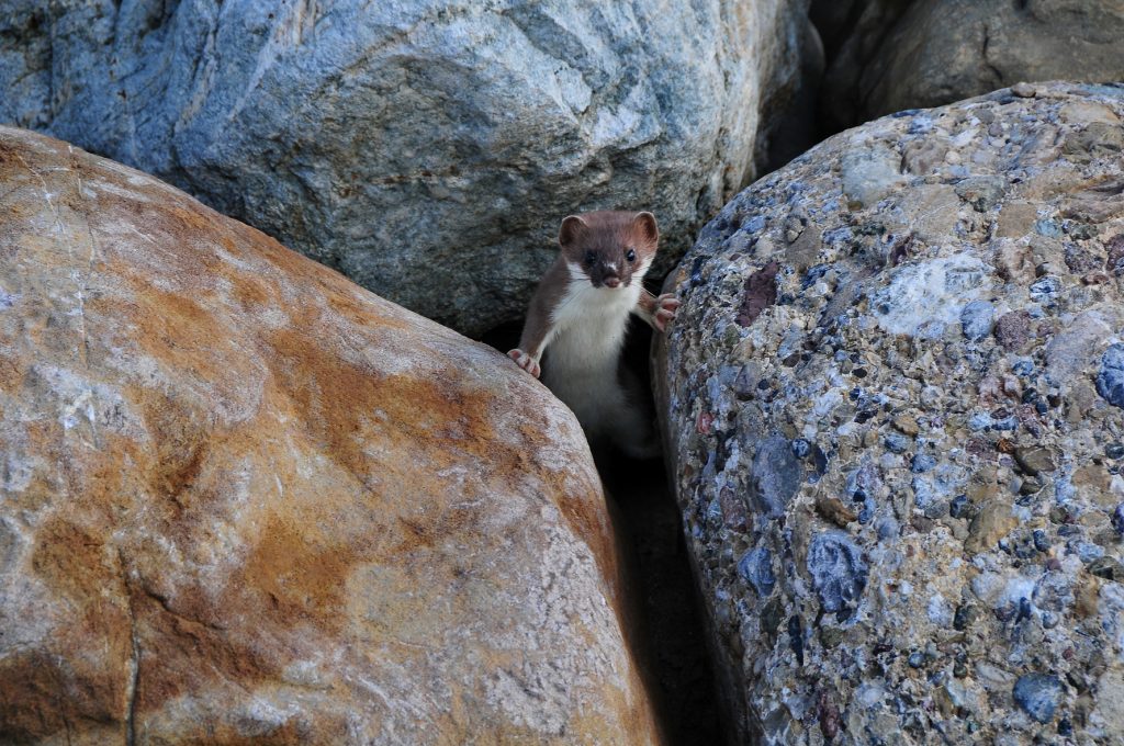 Hermelin auf der Jagd