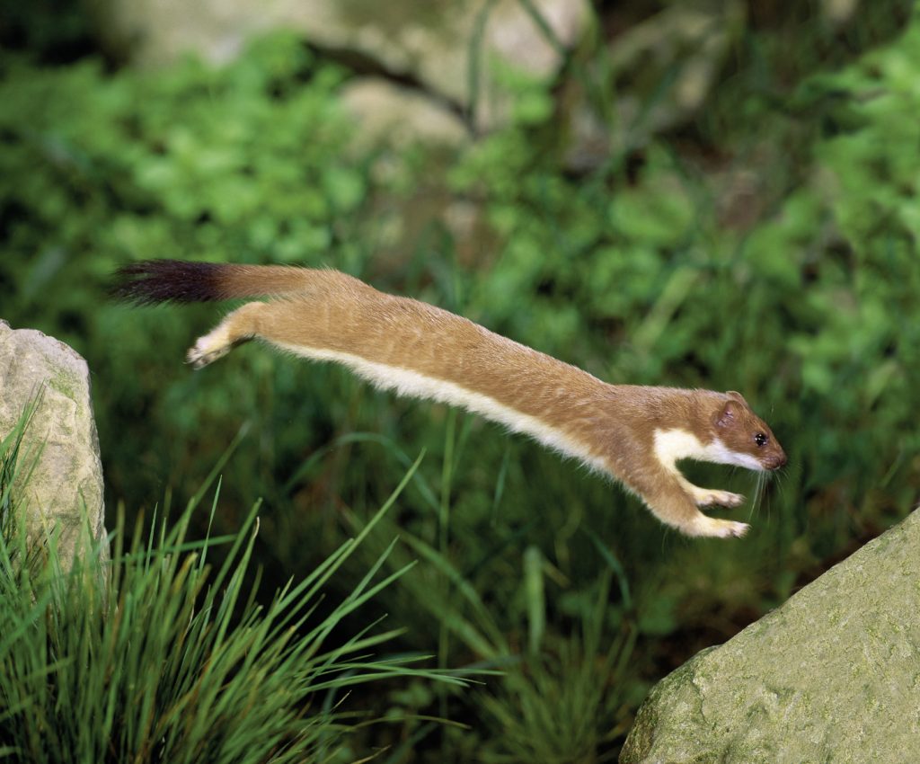 Hermelin Nahaufnahme