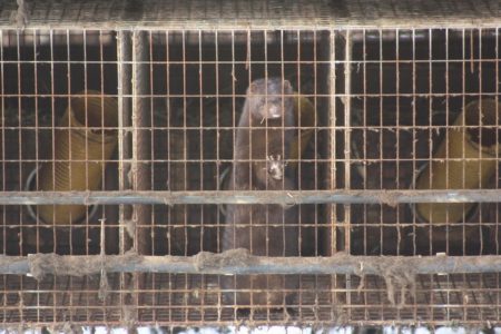 Pelzfarm/Nerzfarm in Deutschland.