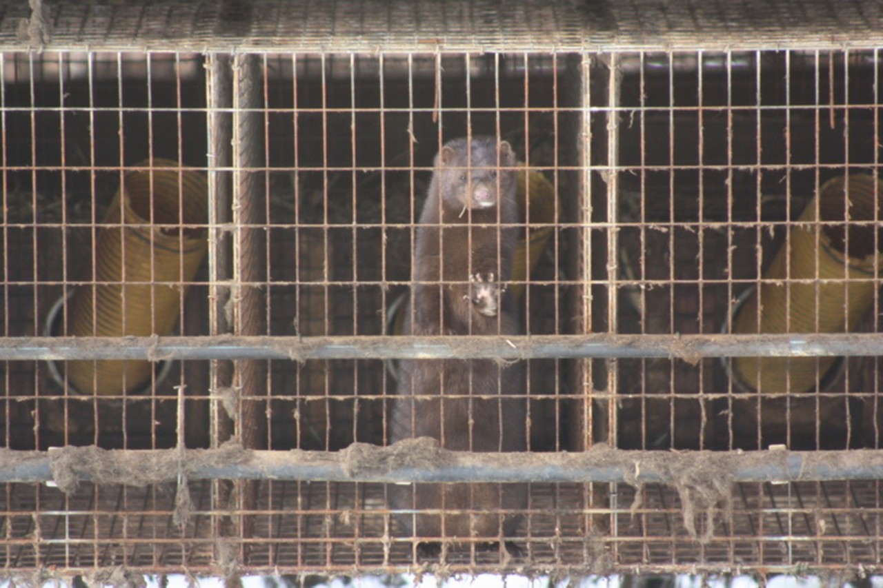 Letzte Nerzfarm in Sachsen stillgelegt