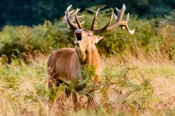 La chasse de loisir amplifie le problème qu'elle prétend résoudre