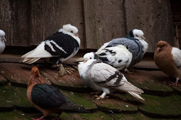 Le mot déplacé de l'année selon PETA: «rats des airs»