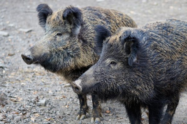 Mass extermination of wild boars would be reckless and dangerous