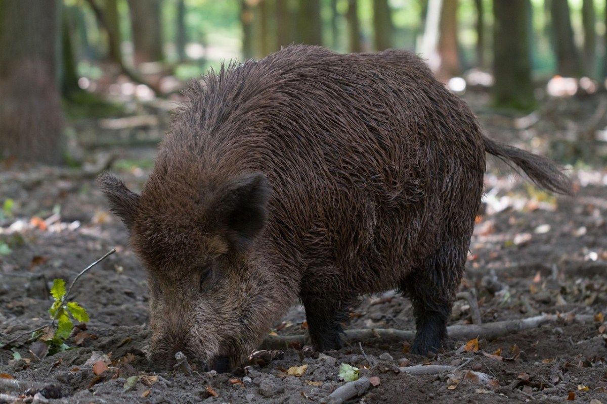 Wildschweine treibt es auf die Felder