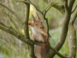 Red squirrel