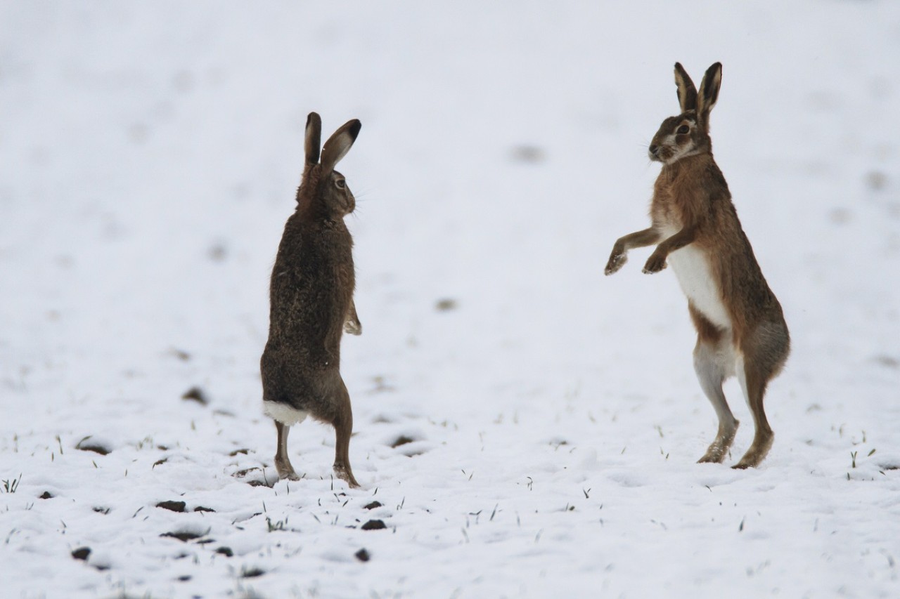 Wo es im Winter heiss hergeht