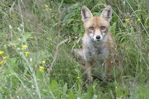 A ban on senseless fox hunting is long overdue