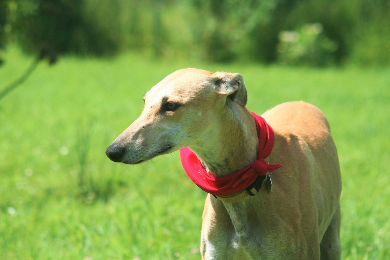 Hunting dogs in Spain: the suppressed drama of recreational hunting