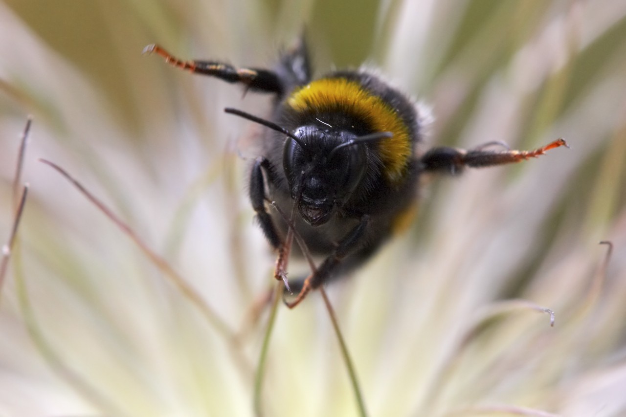 Frühstart in den Frühling – die Hummel-Königinnen fliegen los