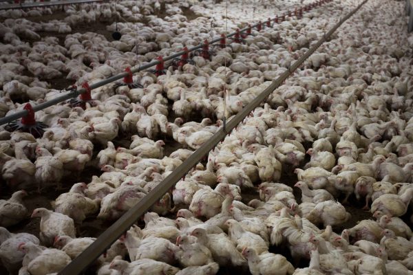 Chicken fraud: those responsible are now being reported