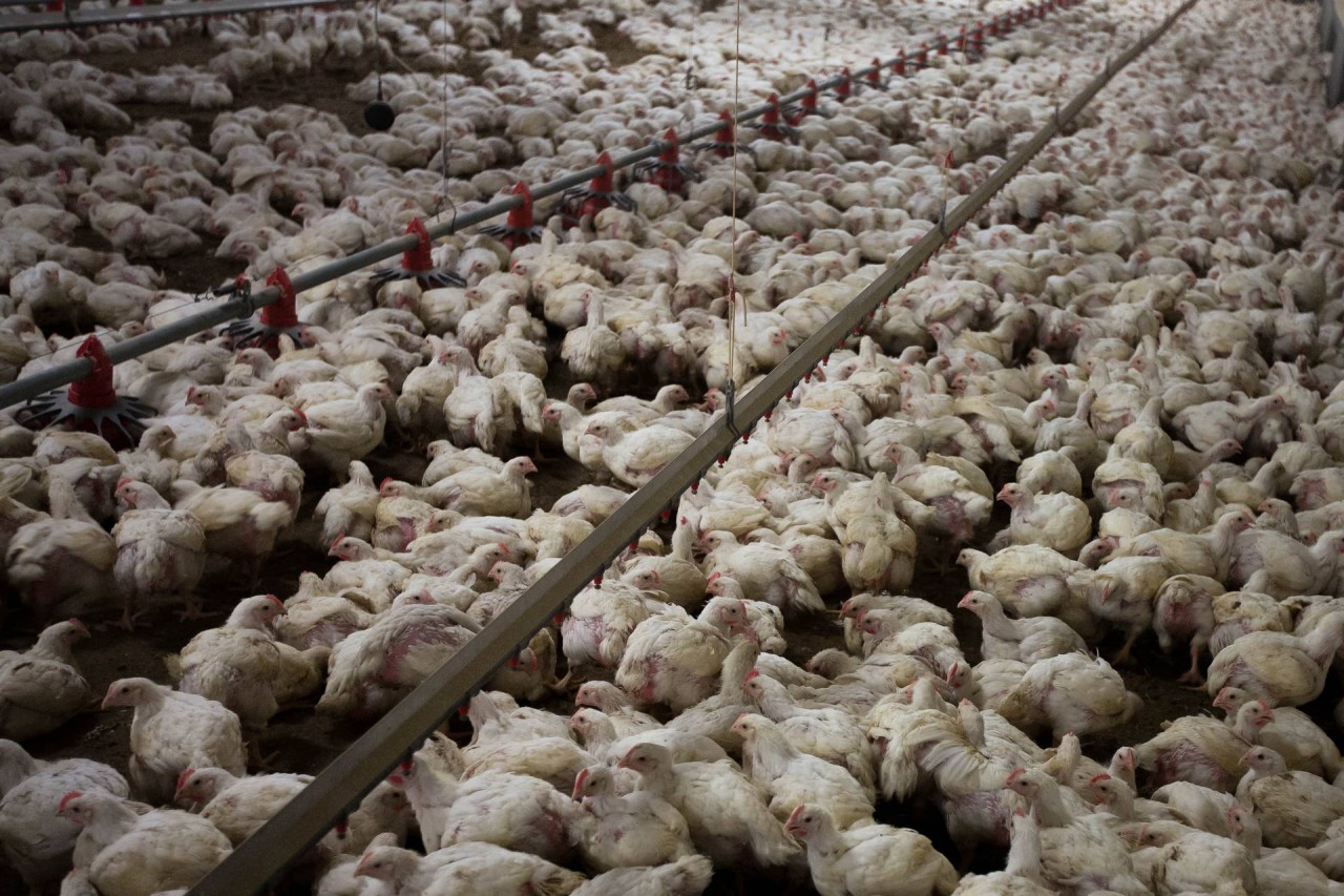 Hühner-Betrug: Jetzt werden die Verantwortlichen angezeigt