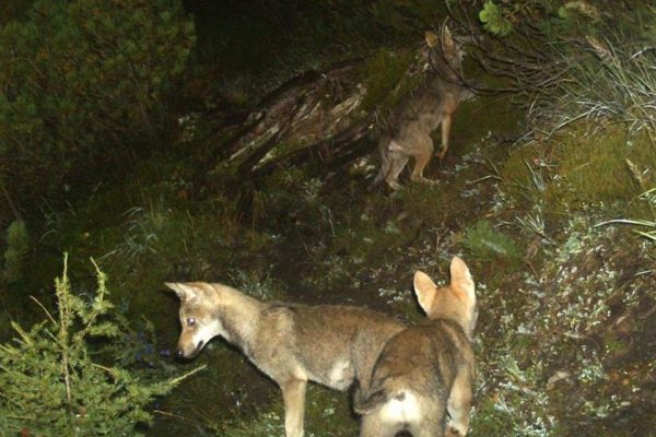 Zug überrollt und tötet jungen Wolf