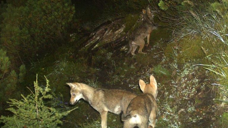 Wolfsabschüsse in Graubünden