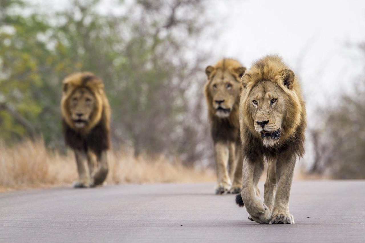 Süd-Afrika: Löwe frisst Wilderer