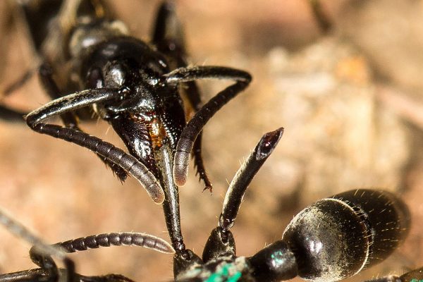Ameisen sind Notfallsanitäter auf dem Schlachtfeld