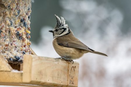 Vögel brauchen bei Kälte Futter und etwas zu trinken Vogelhaus