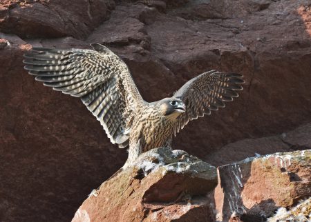 Wanderfalke Jungvogel Martin Becker