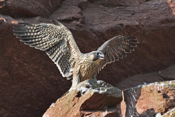Slechtvalk is vogel van het jaar