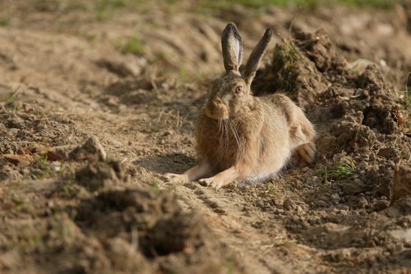 La superfétation augmente le taux de reproduction chez le lièvre brun