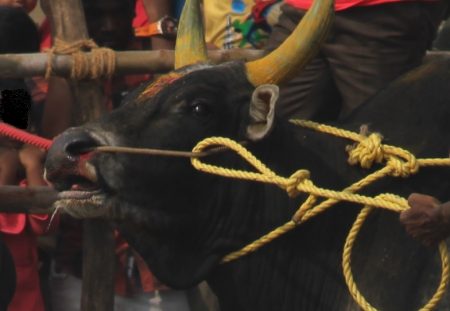 Jallikattu