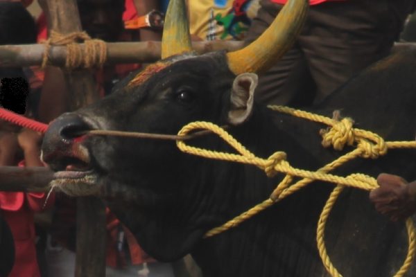 Indien: Illegale Stierrennen und brutale Tierquälerei