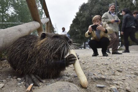 Italien: Nutrias werden in Turin sterilisiert