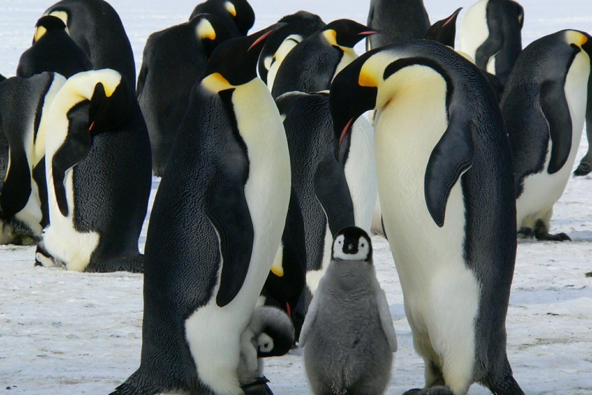 Antarktis: Gigantische Pinguinkolonie entdeckt