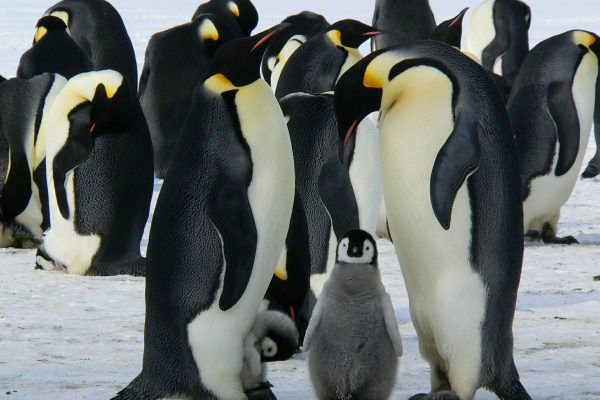 Antarktis: Gigantische Pinguinkolonie entdeckt