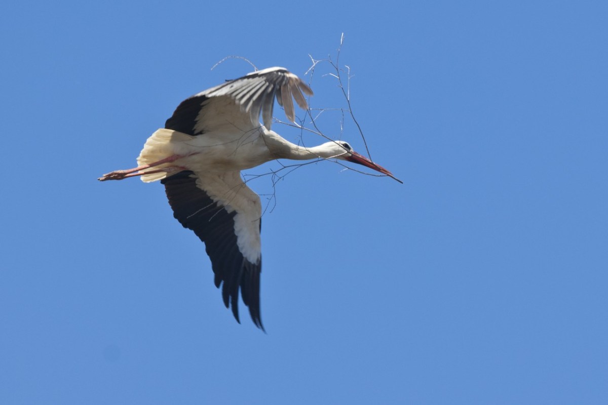Erleben und melden Sie das Eintreffen der Zugvögel