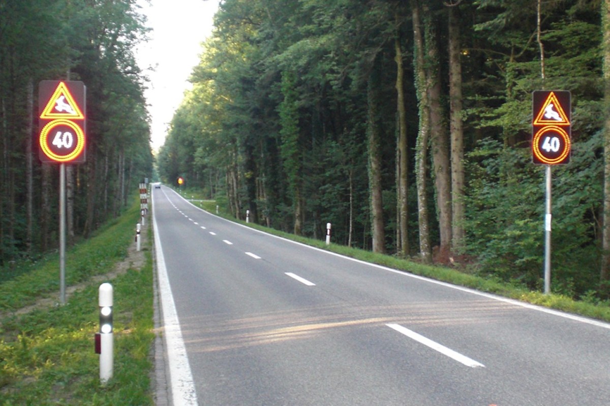 Zürich: Neue Wildtier-Warnung für Autofahrer