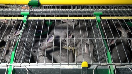 Frankreich: Pelzhorror für Kaninchen Kaninchen Käfig Pelz Zucht