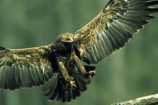 L'aquila anatraia minore in arrivo