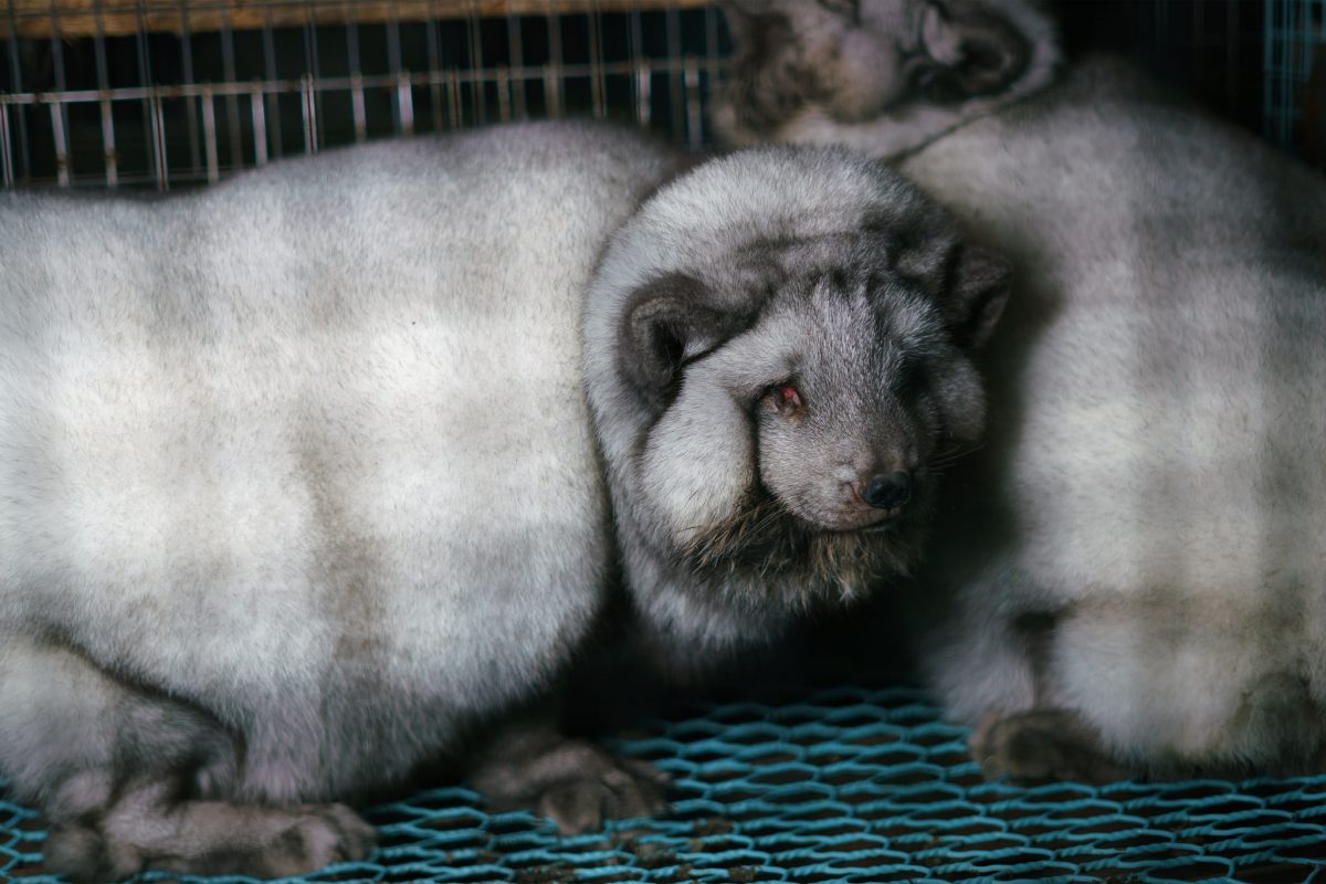 Füchse bis zur Unkenntlichkeit gemästet