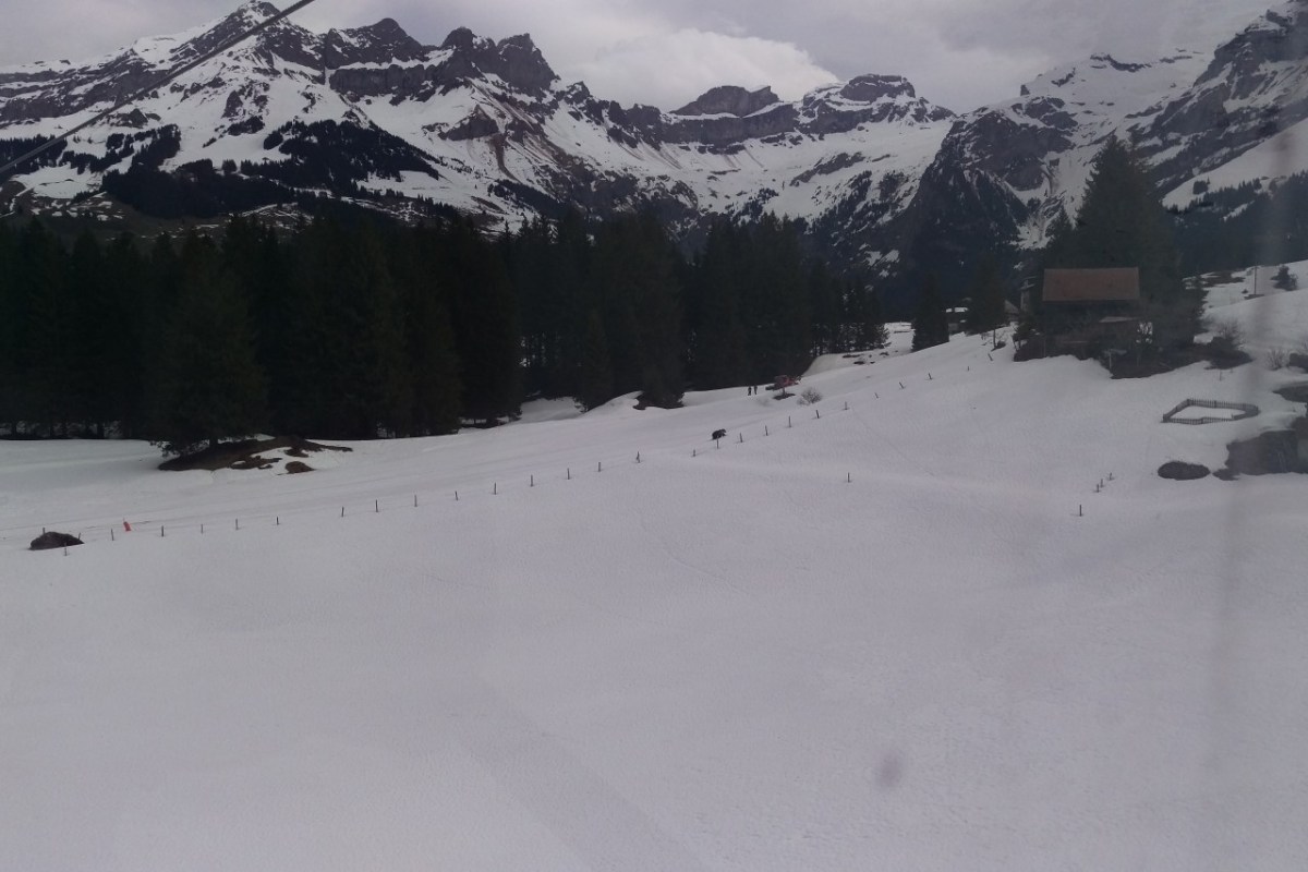 Bär M29 ist im Engelbergertal