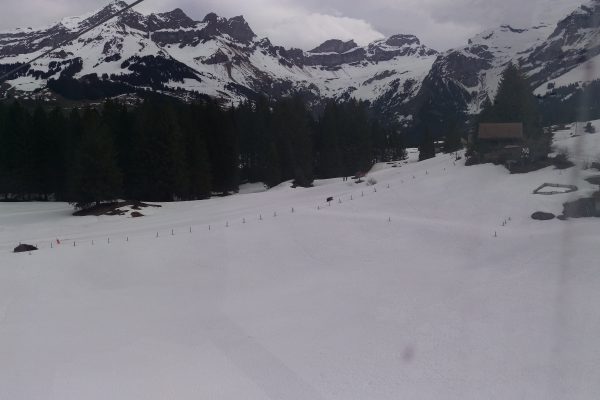 Bär M29 ist im Engelbergertal