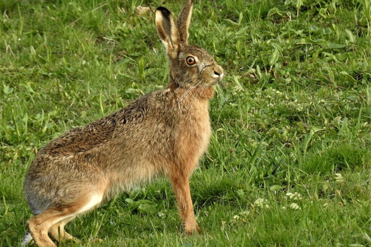 Hasenpest breitet sich stark aus