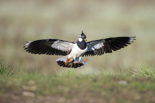 Svizzera: le specie di uccelli stanno male