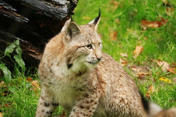 Mangelhafte Fallen – Luchs tot