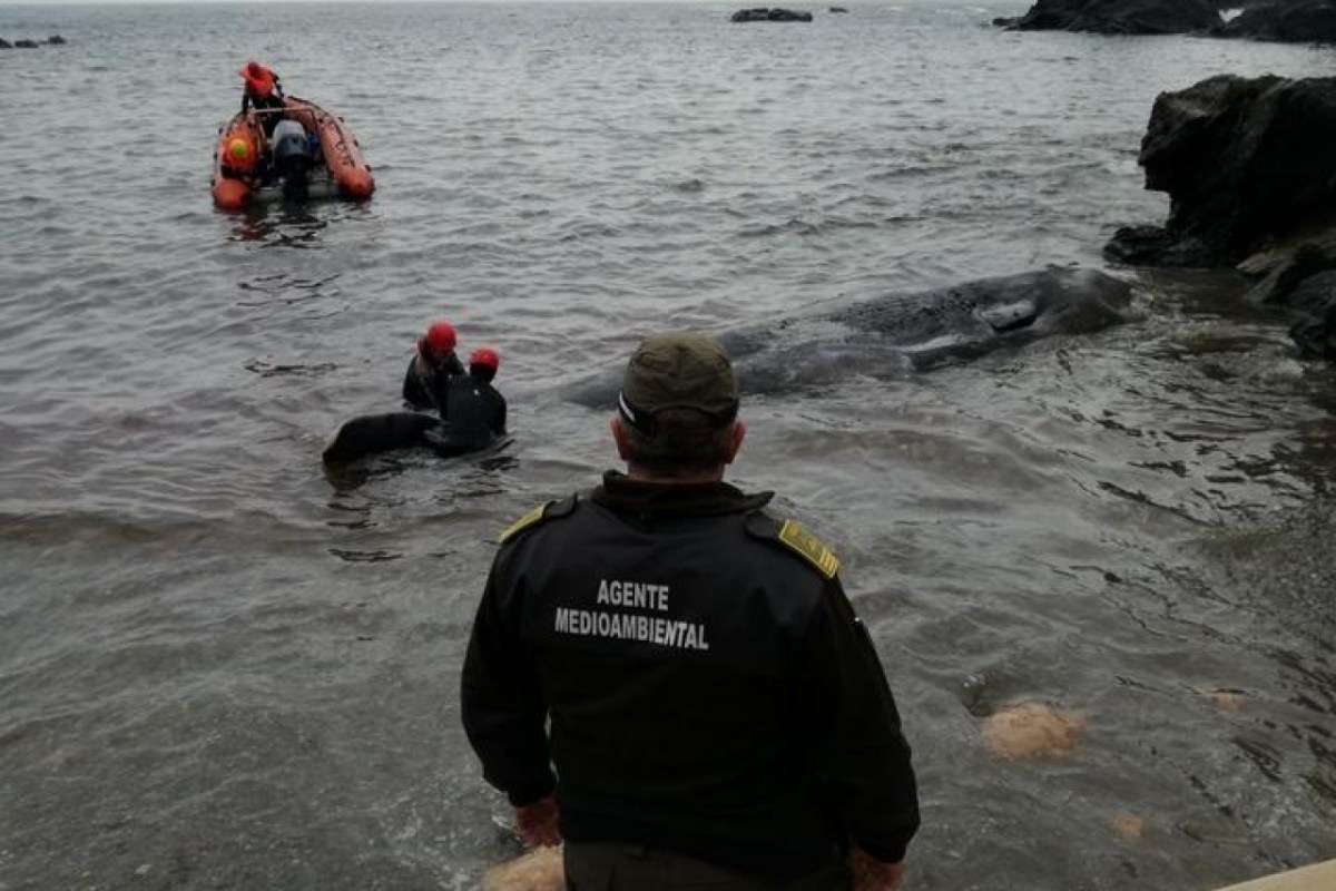 Spanien: Toter Pottwal mit 30 Kilo Plastik im Magen