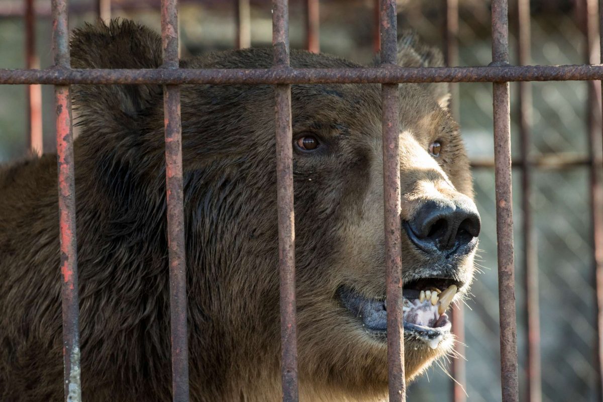 Erster Bewohner im Bärenland Arosa kommt aus Serbien