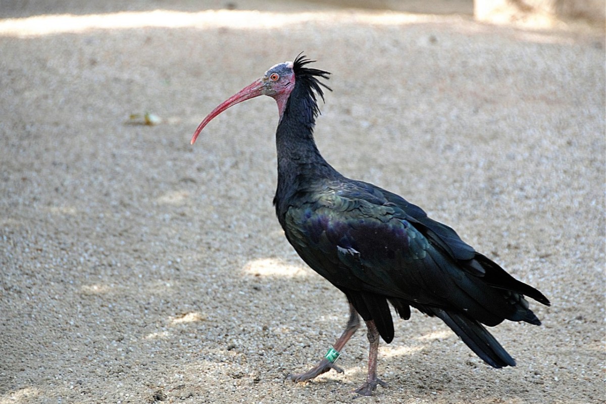 Schweiz: Der Waldrapp soll zurückkehren