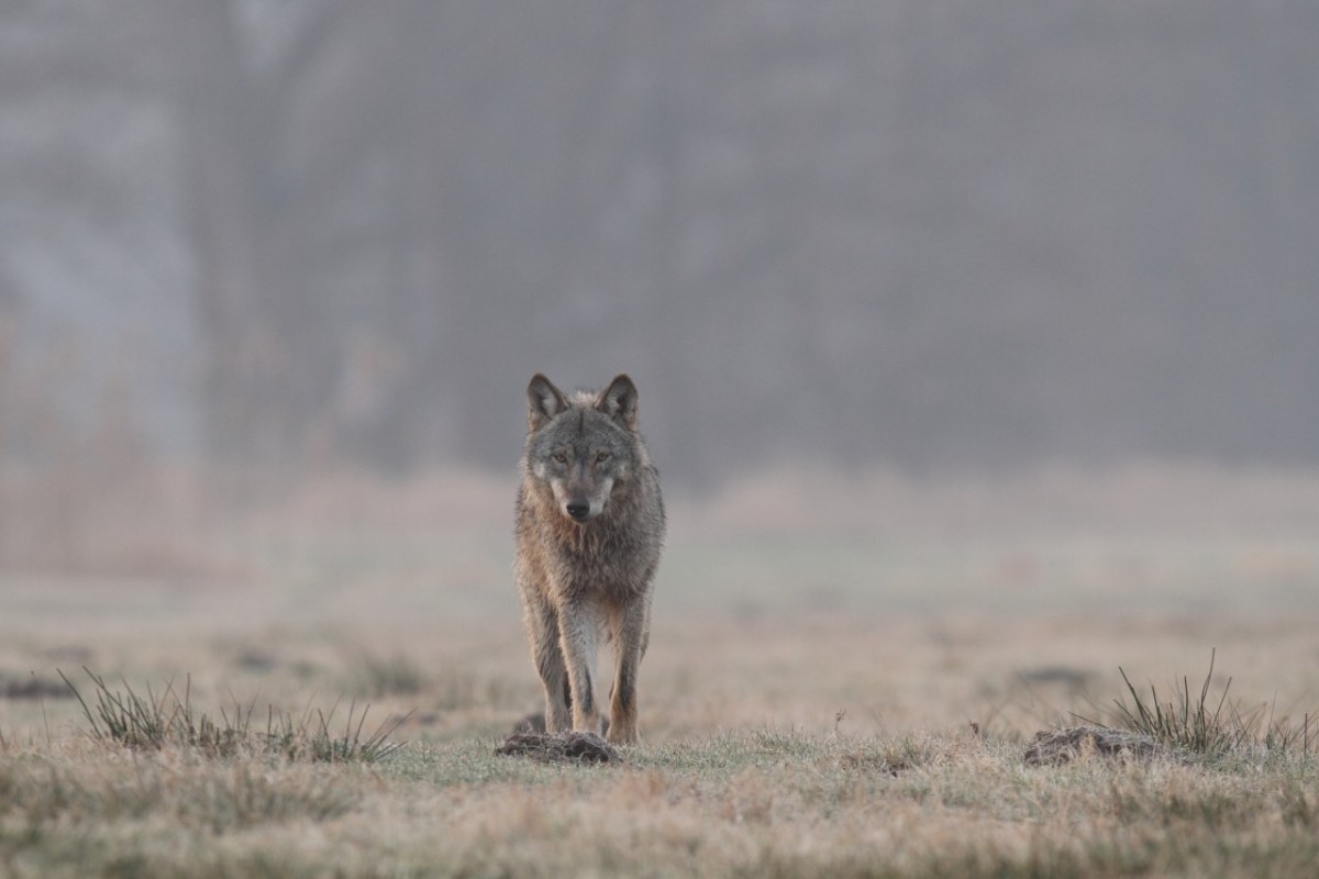Deutschland sagt JA zum Wolf