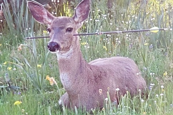 USA: Hirsche überleben Angriff mit Pfeil und Bogen