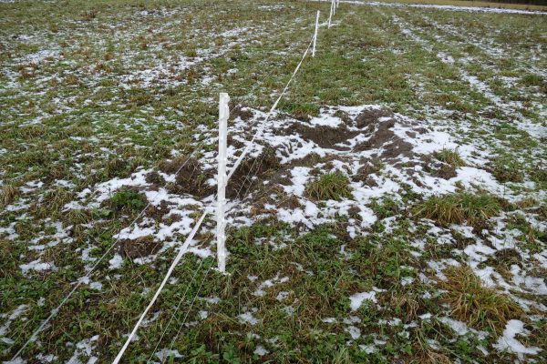 Allemagne : des chasseurs de loisir utilisent des moutons comme appâts à loups