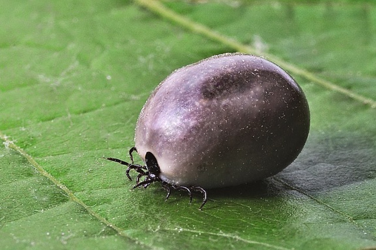 Beginn der Zeckenzeit Füchse und Borreliose