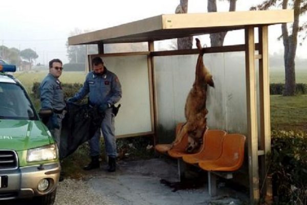 Italie : la mafia de la viande derrière une exécution bestiale de loup