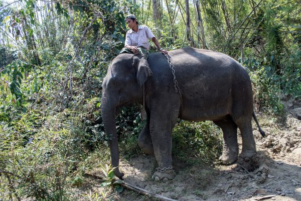 Myanmar: Schutzzentrum für arbeitslose Elefanten